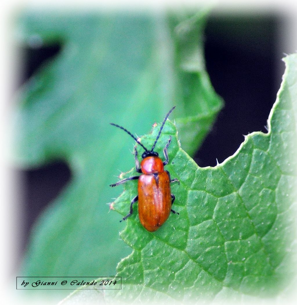 Exosoma lusitanicum, Chrysomelidae